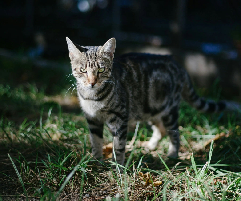 a cat staring at you in the dark