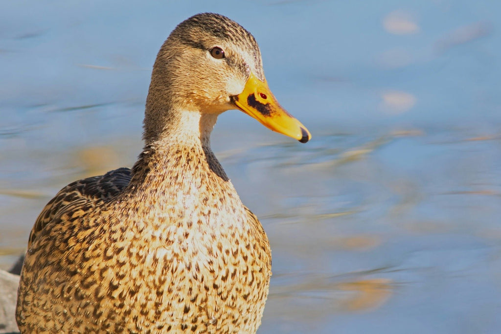 A Guide to Timing Your Waterfowlhunt - TideWe