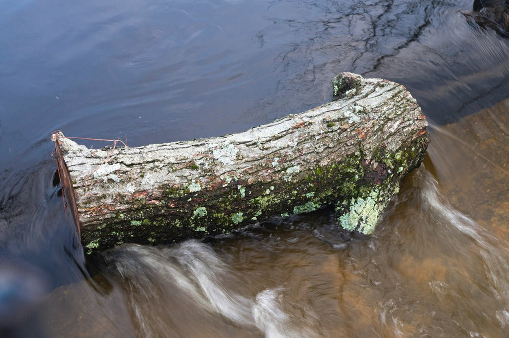 a log in the water with moss growing on it