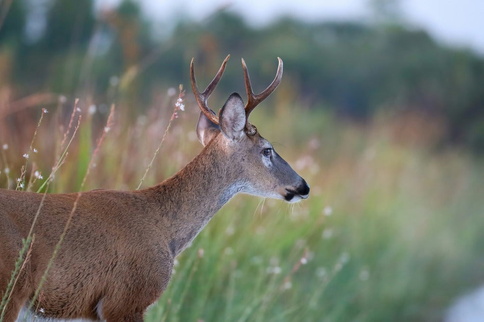 brown deer on green grass field during daytime