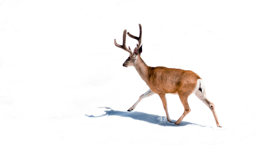 Deer on the snow background