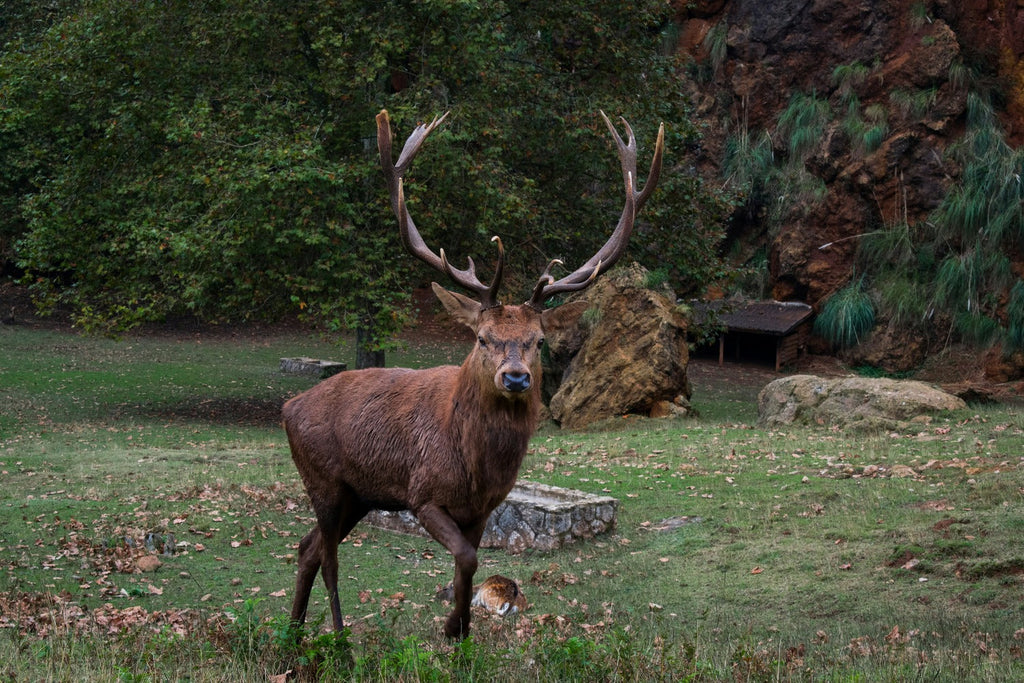 brown-deer-walking-on-grass-field