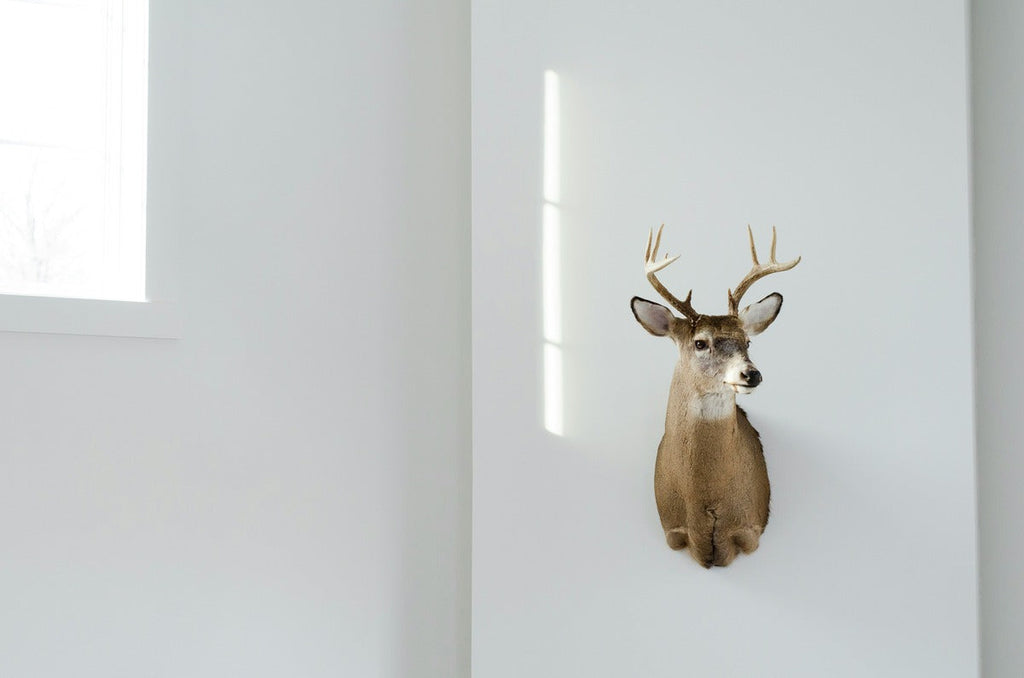 Deer mount on the wall