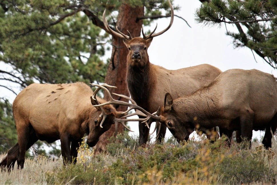 four bucks near tree