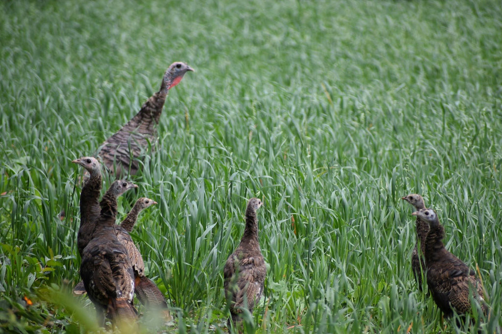 Getting Ready for Turkey Season - TideWe