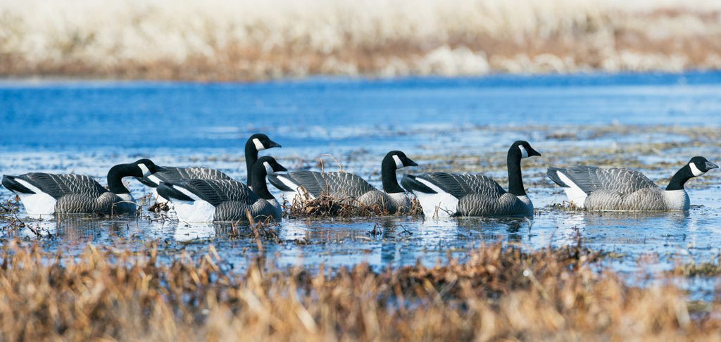 goose decoys float on the river