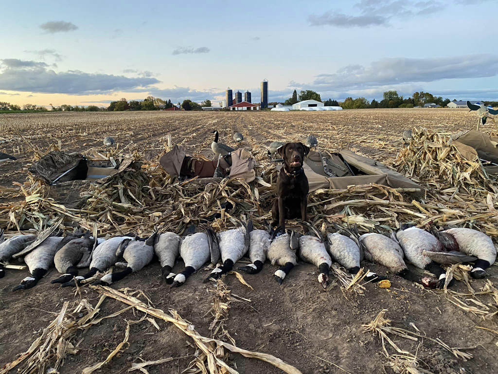 Hounds standing in front of a line of hunted geese