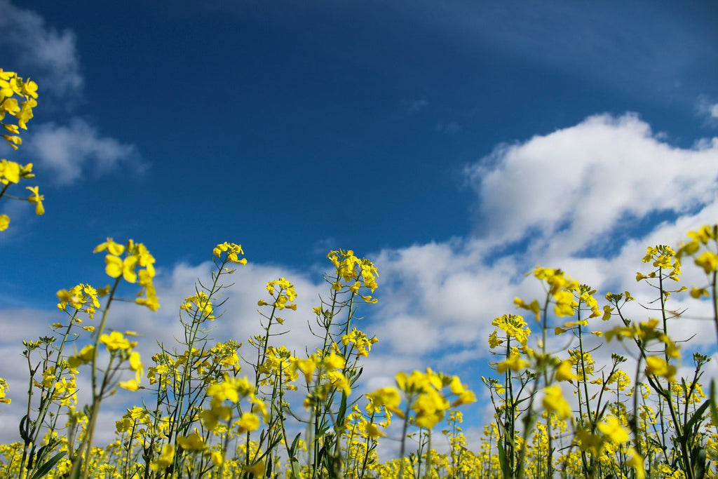 low angle photo of yellow flower field under cloudy sky