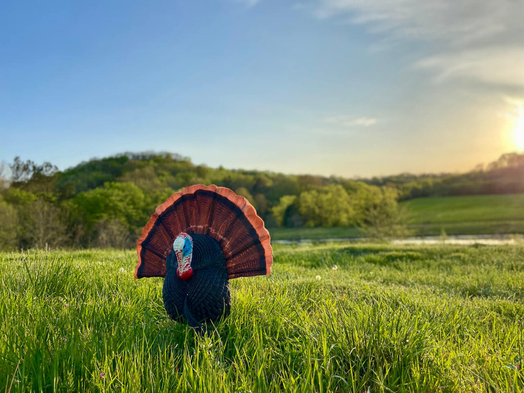 tom decoy deployed for hunting