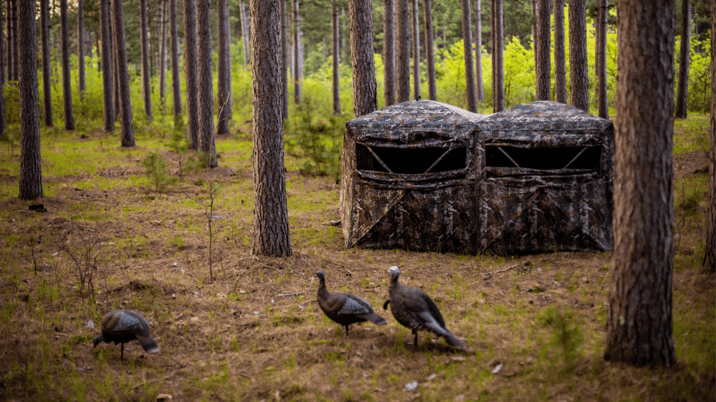 2 turkeys walking nearby