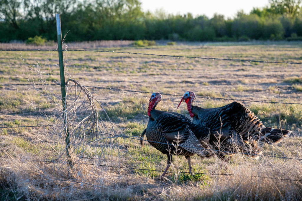 2 turkeys on grass