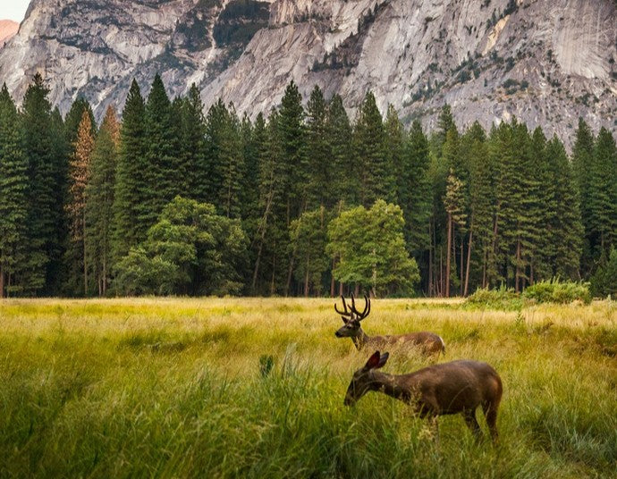 two-brown-deer-beside-trees-and-mountain